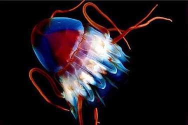 Итальянский ученый обнаружил бессмертных медуз