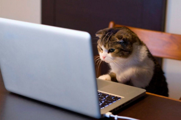 "Невидимые кошки" атаковали пользователей нового ноутбука Dell